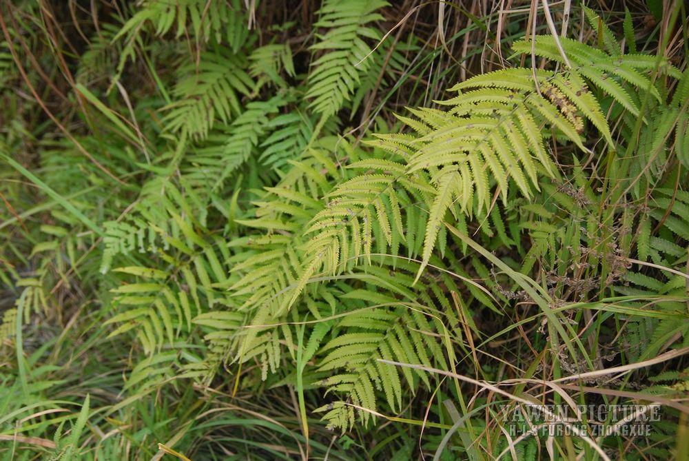 ëާ Cyclosorus acuminatus (Hout..