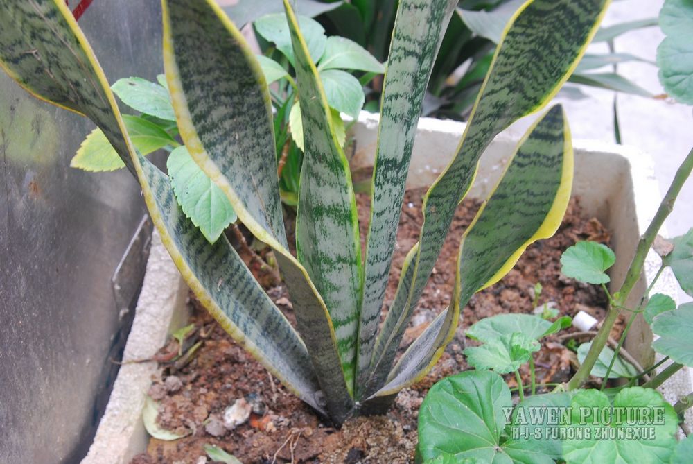 ߻Ƥ Sansevieria trifasciata ..