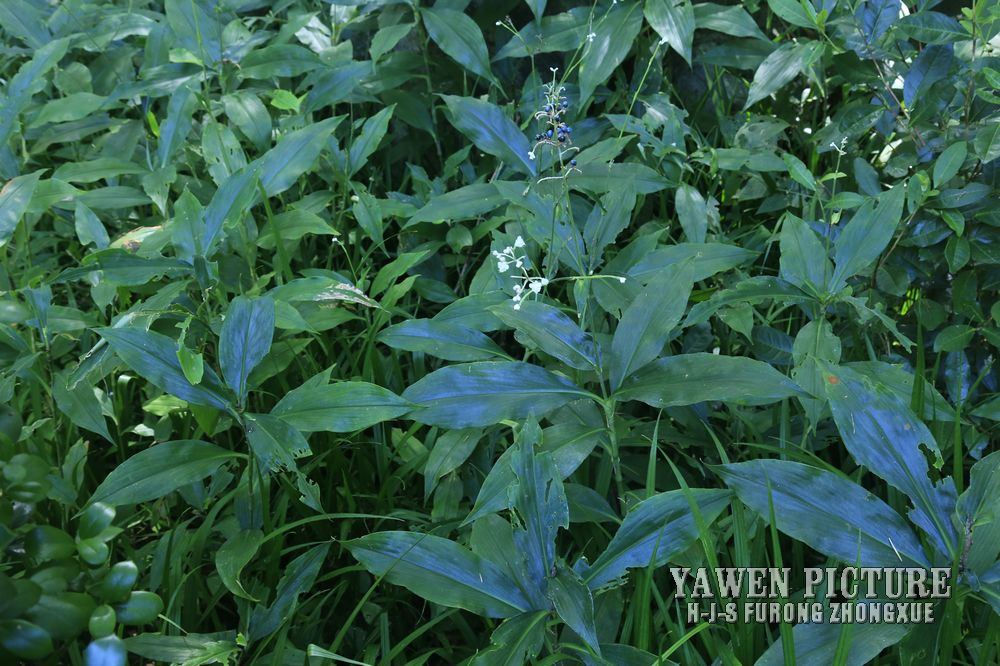  Pollia japonica Thunb.