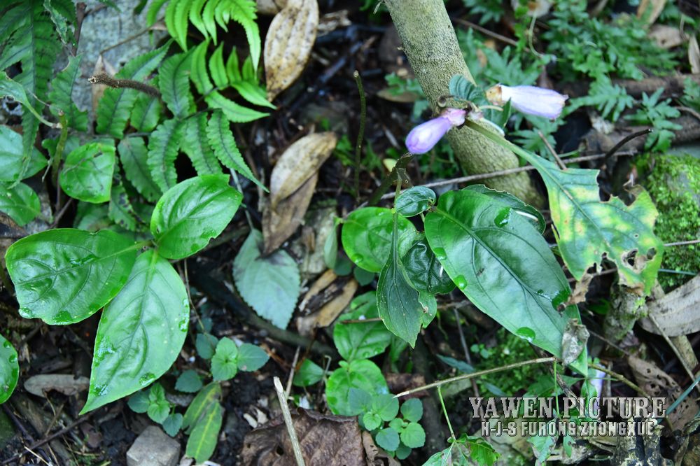 ϸ̦ Hemiboea gracilis Franc..