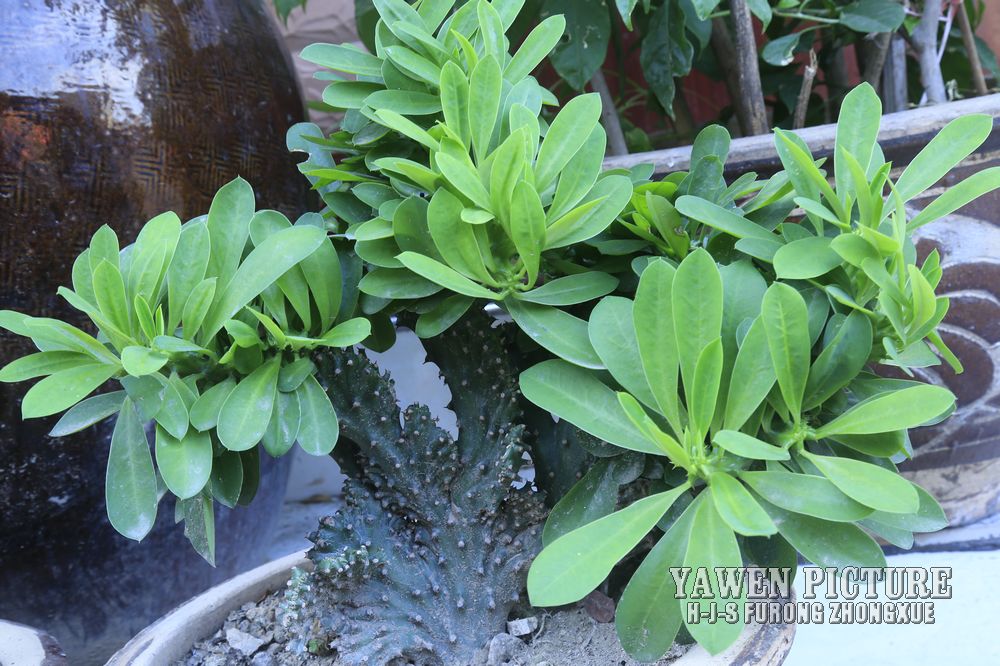  Euphorbia royleana Boiss.