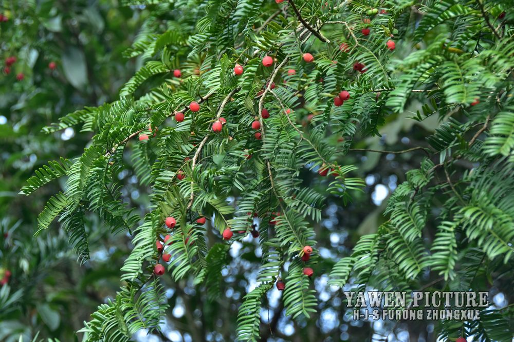 Ϸ춹ɼ Taxus mairei SY Hu