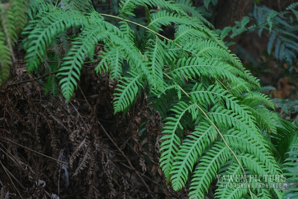 ѿ Woodwardia unigemmata (Maki..