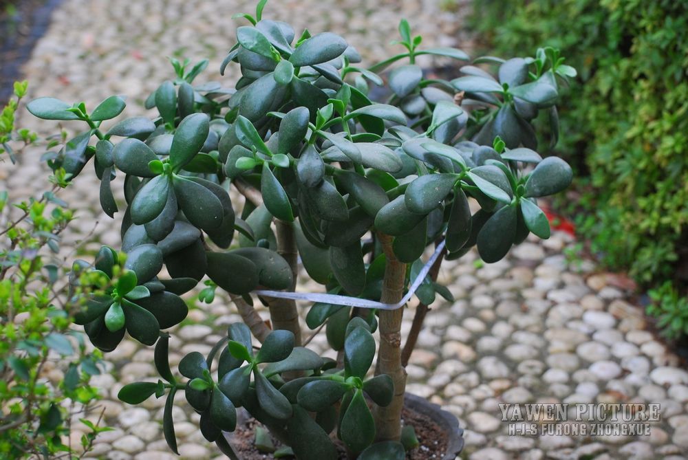  Crassula arborescens (Mill.) Wi..