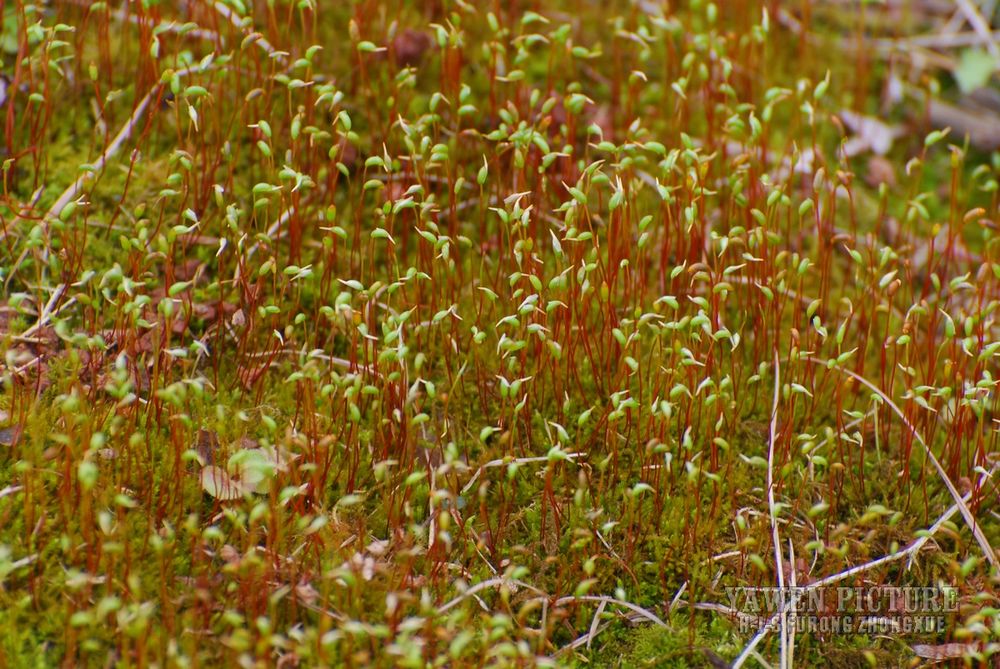 «޺ Funaria hygrometrica Hedw.