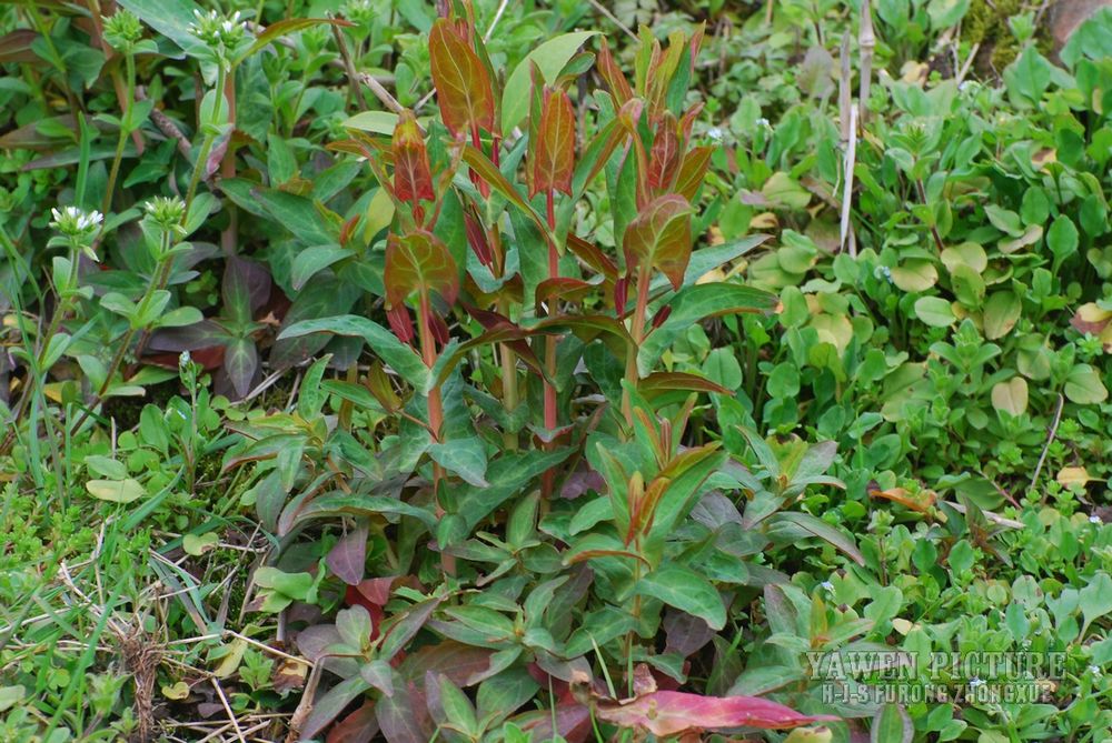 Ԫ Hypericum sampsonii Hance