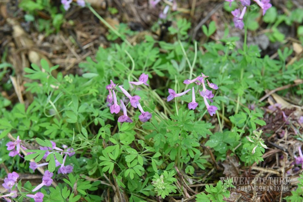  Corydalis decumbens (Thunb...