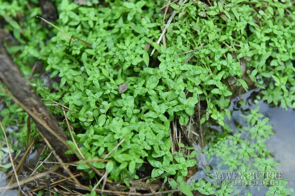 ˮ Callitriche palustris L.