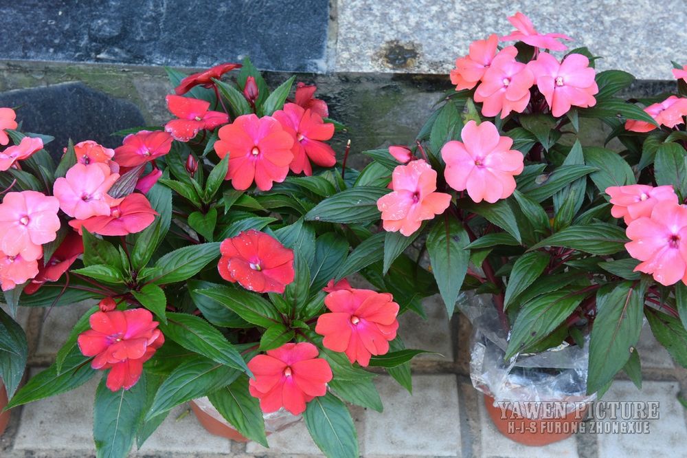 ¼Ƿɻ Impatiens hawkeri