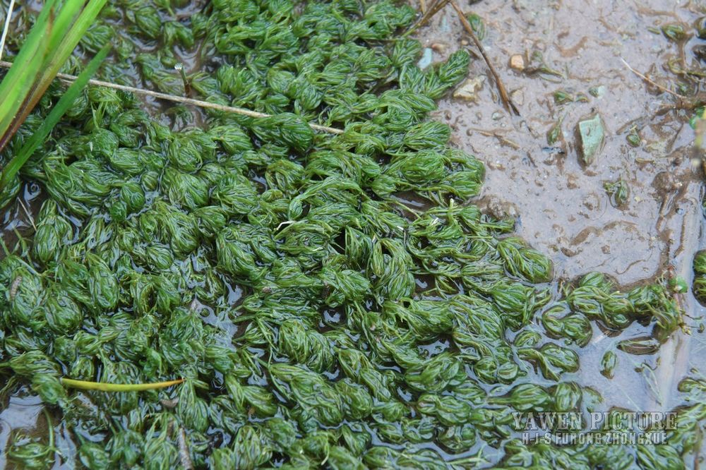  Ceratophyllum demersum L.