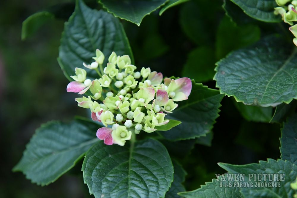  Hydrangea macrophylla (Thunb.) ..