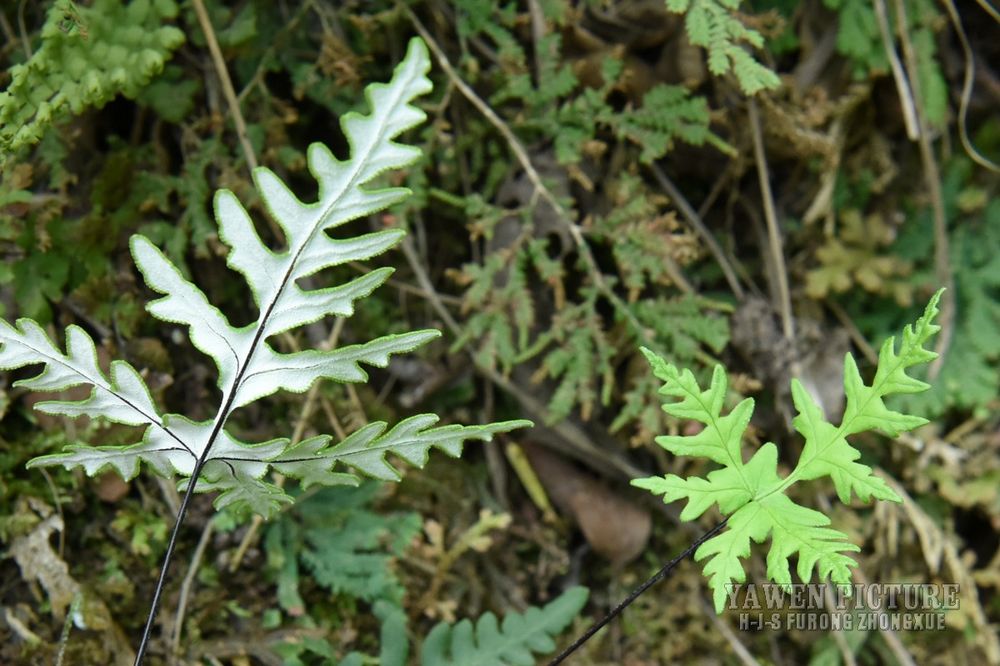 ۱ާ Aleuritopteris argentea (Gm..