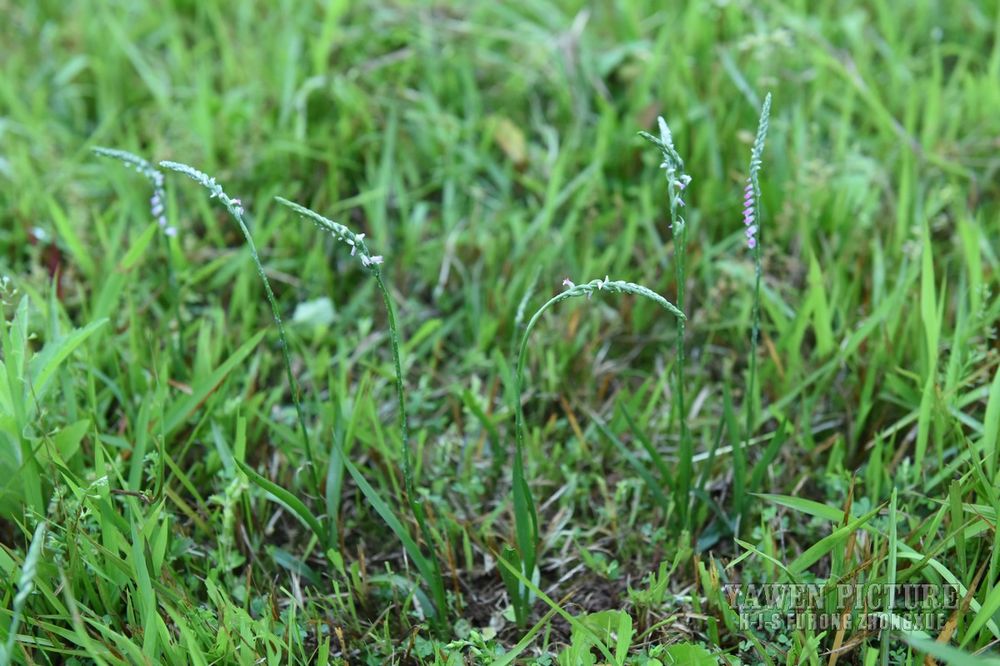 緲 Spiranthes sinensis (Pers.) Ame..