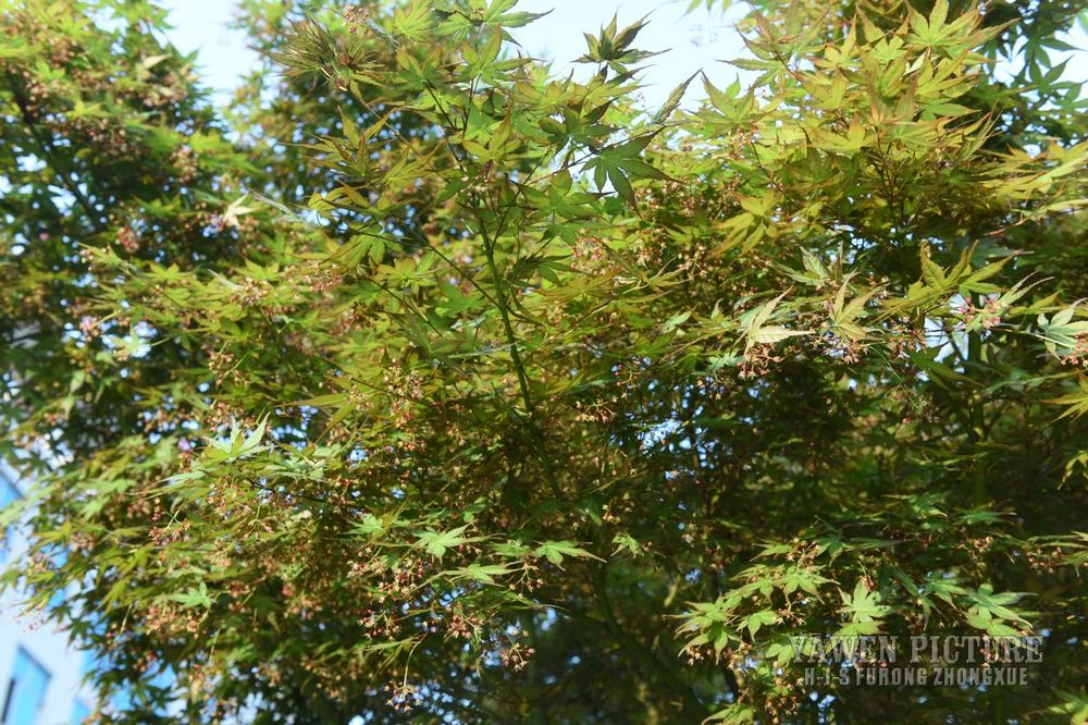 צ Acer palmatum Thunb.