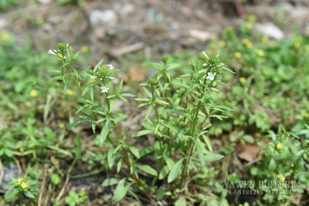  Lysimachia candida Lindl.