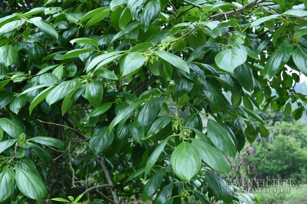  Diospyros kaki Thunb.