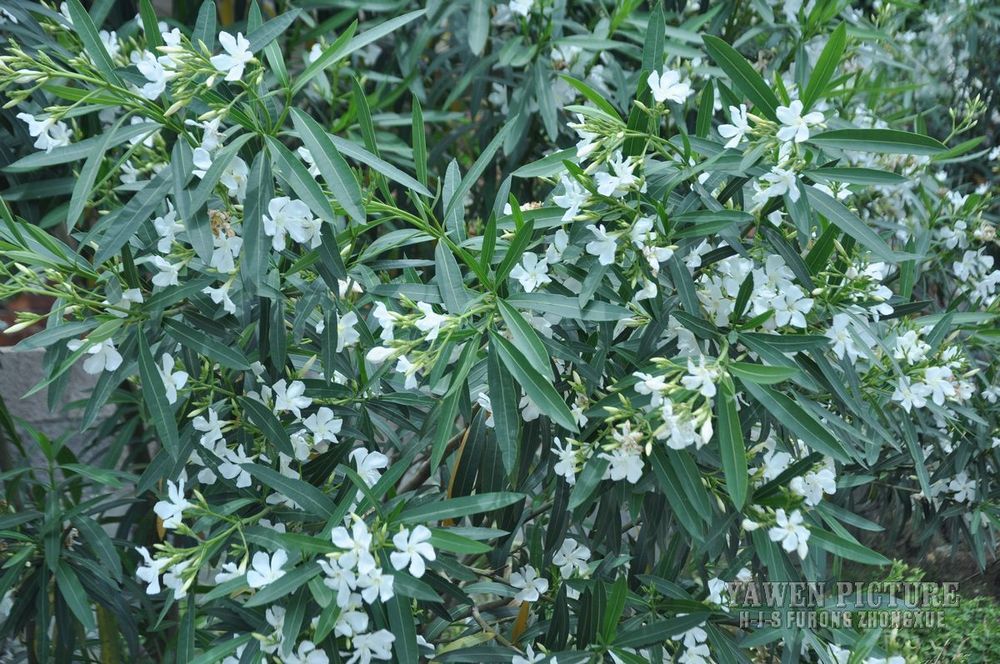 ׻ Nerium indicum Mill. cv. ..