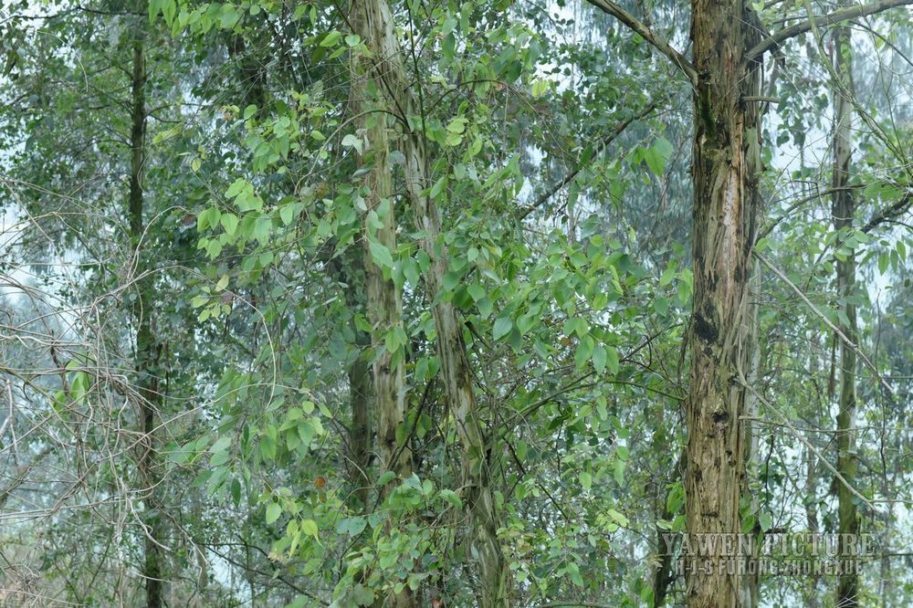  Eucalyptus robusta Smith