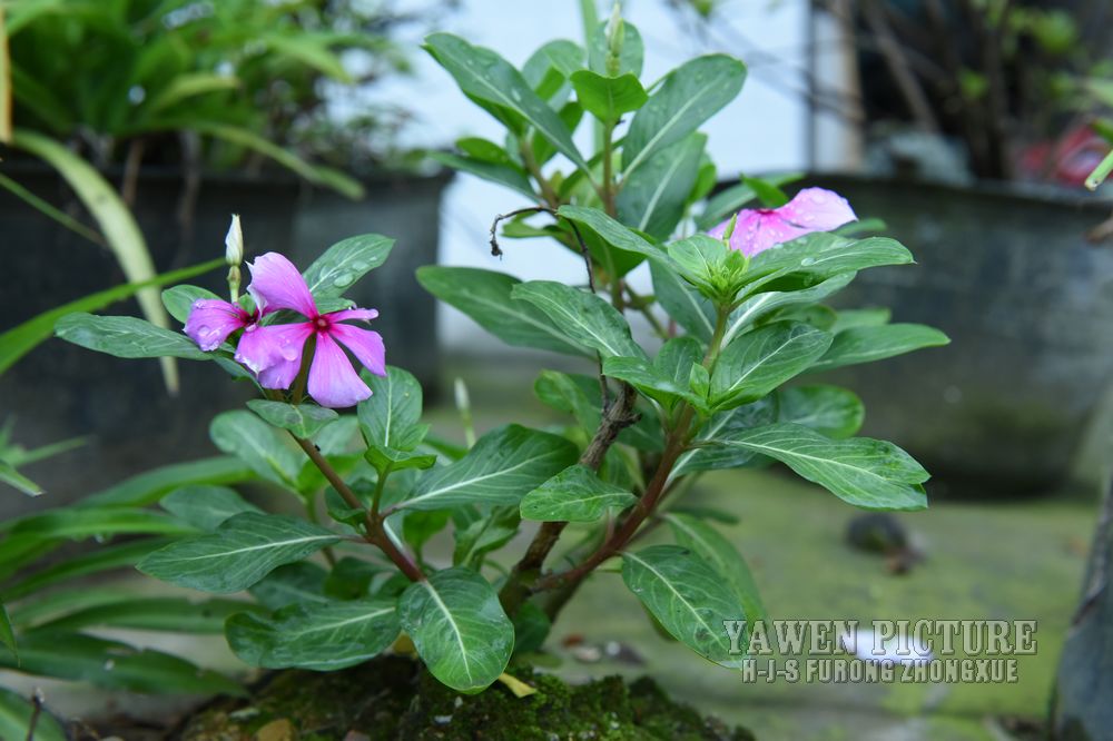  Catharanthus roseus L. G...