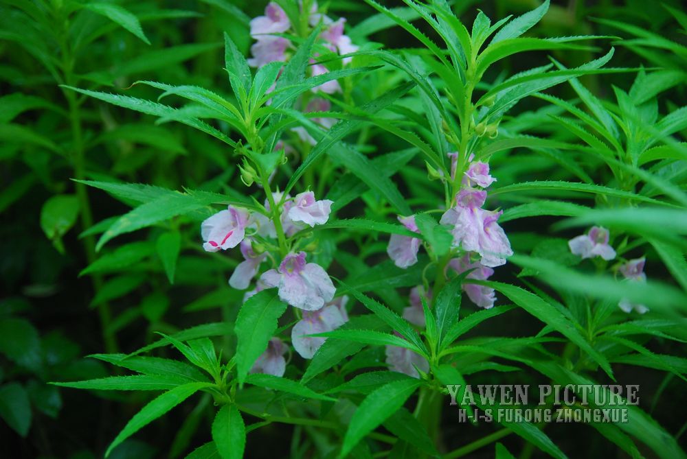 ɻ Impatiens balsamina L.