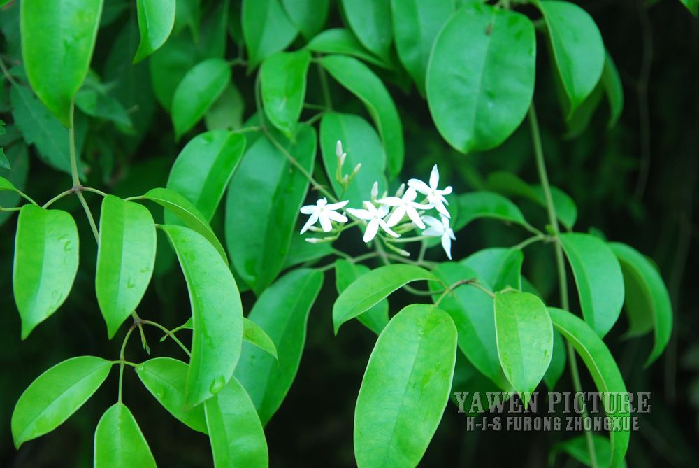  Jasminum lanceolarium Roxb.