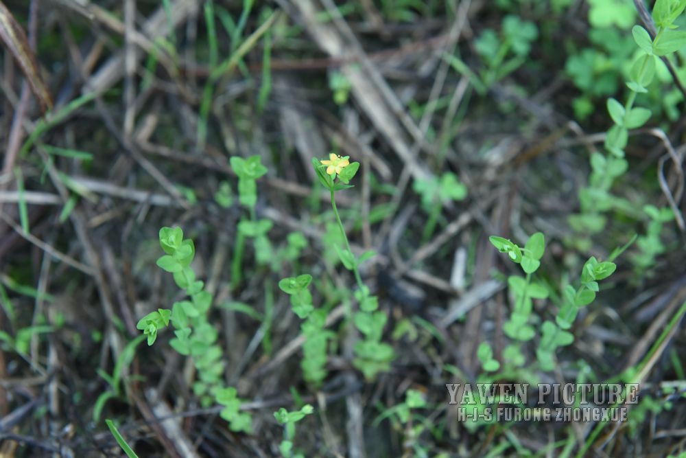 ض Hypericum japonicum Thunb.