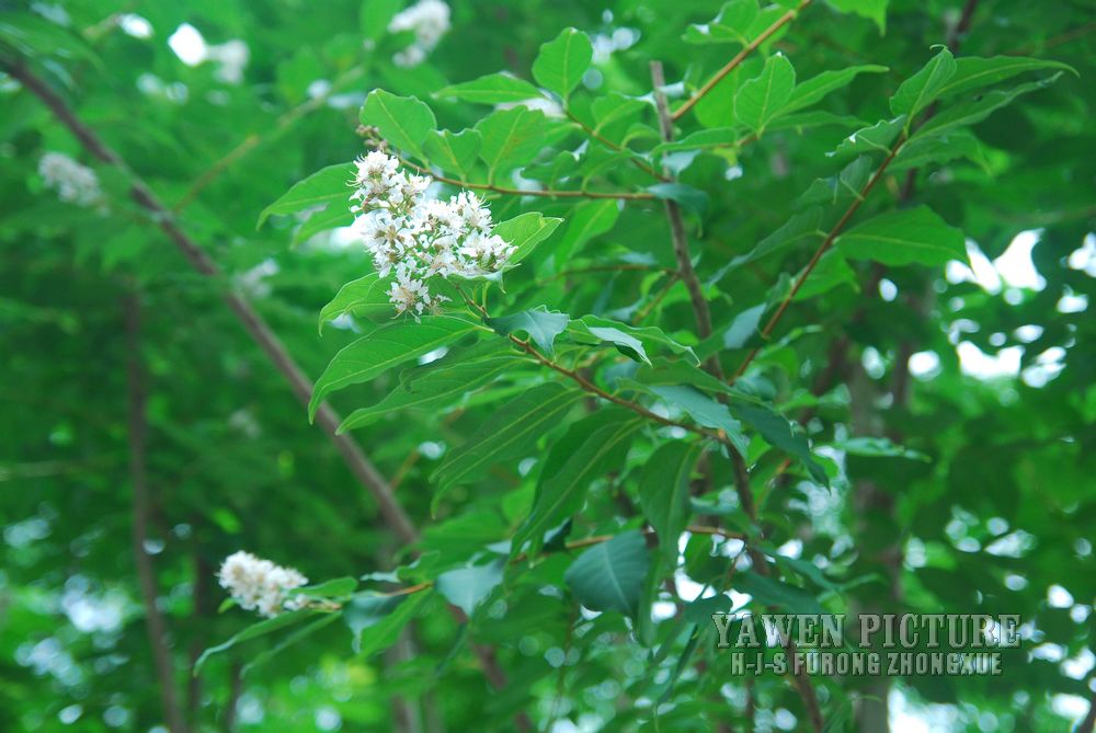 ޱ Lagerstroemia subcostata Koeh..