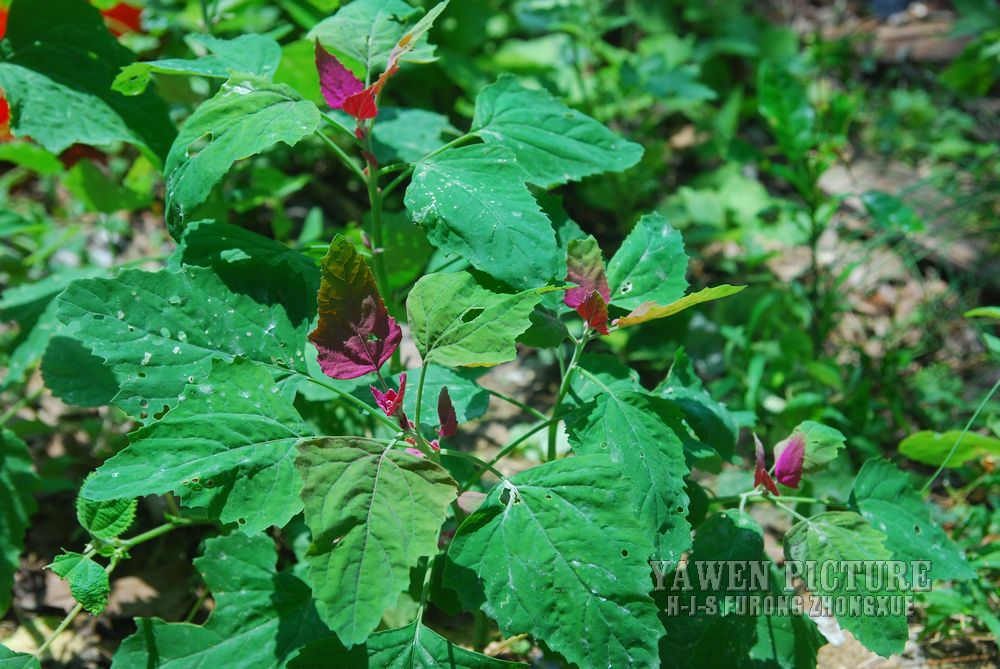 ޼ Chenopodium album L.