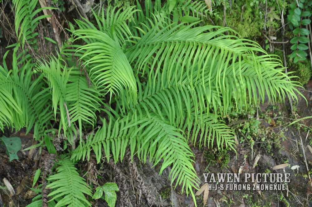 ާ Pteris vittata