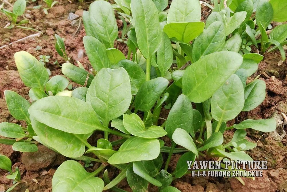  Spinacia oleracea L.