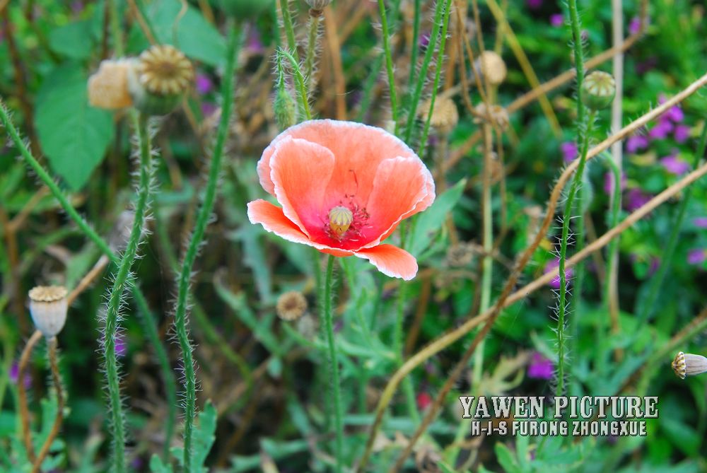  Papaver rhoeas L.