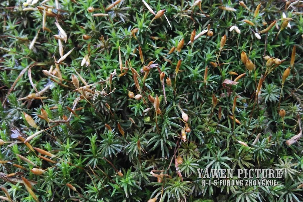 С޺ Pogonatum inflexum Li..