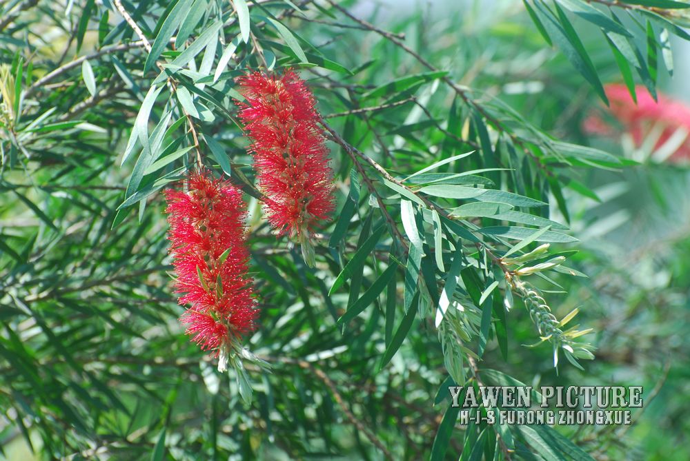 ǧ Callistemon rigidus R. Br.