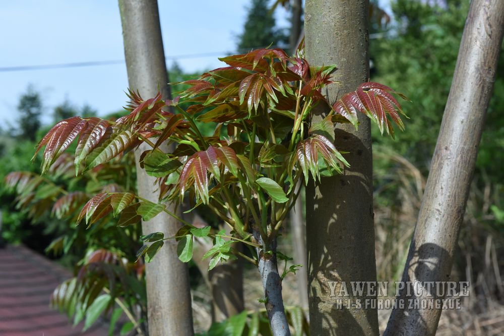 㴻 Toona sinensis (A. Juss.) Roem...