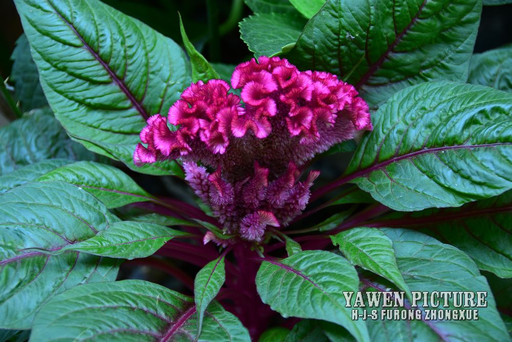 ڻ Celosia cristata L.