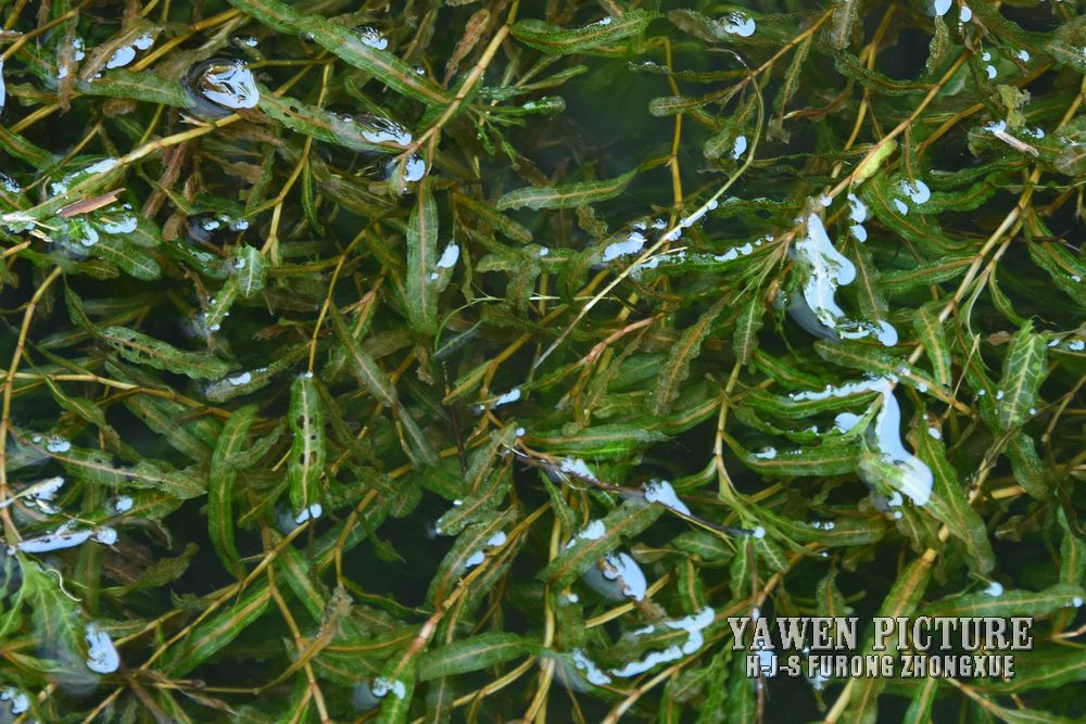 ϲ Potamogeton crispus L.
