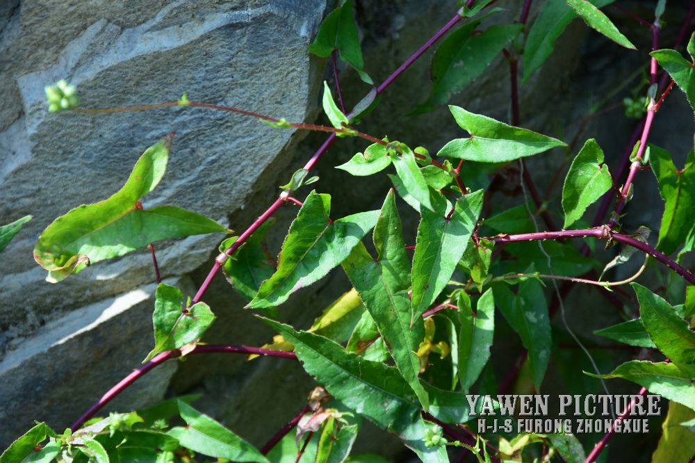 ޤ Polygonum senticosum