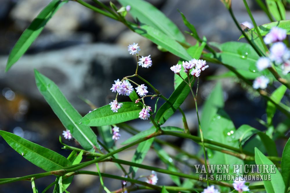 Ҷޤ Polygonum hastatosagittatum..