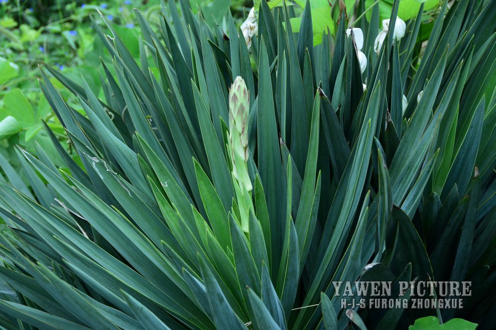 β˿ Yucca gloriosa L.