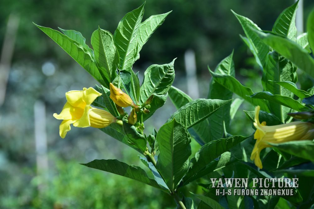 Ʋ Allemanda neriifolia Hook.