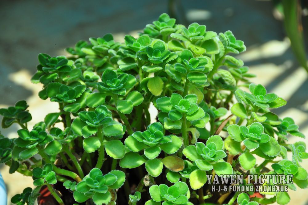  Plectranthus hadiensis var. t..