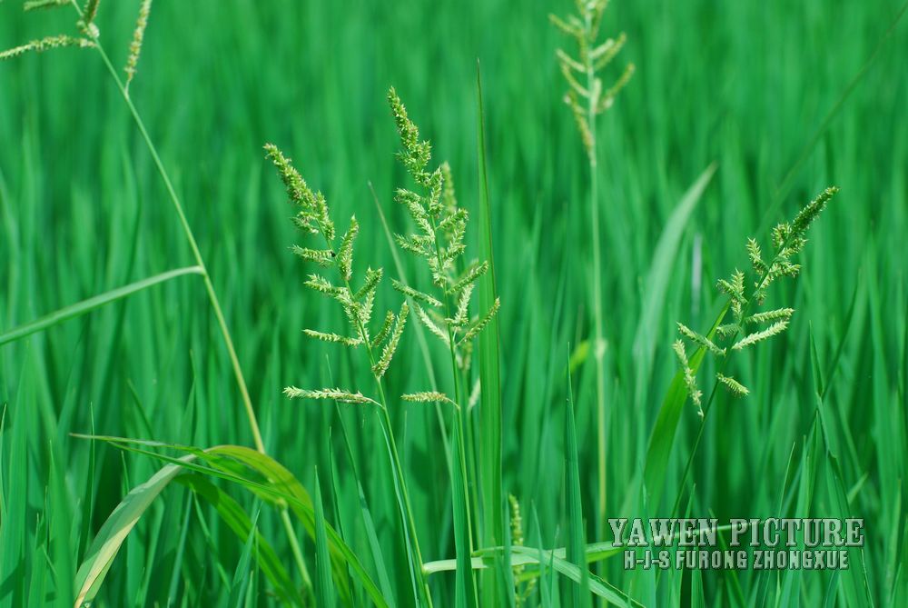  Echinochloa crusgalli (L.) Beauv...