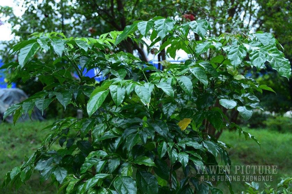 ϲ˶ Radermachera hainanensis ..