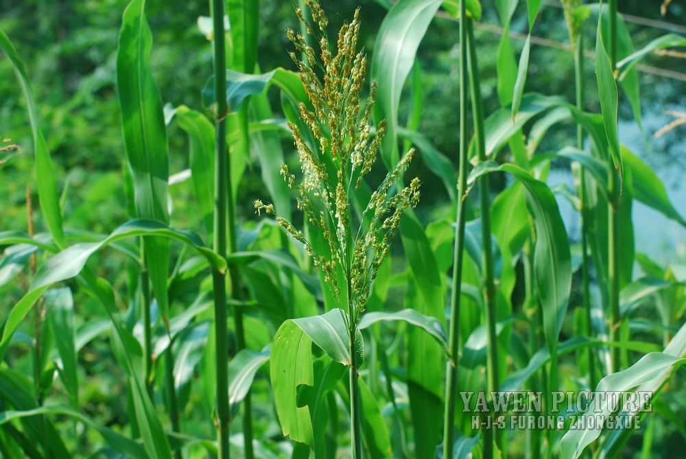  Sorghum bicolor (L.) Moench