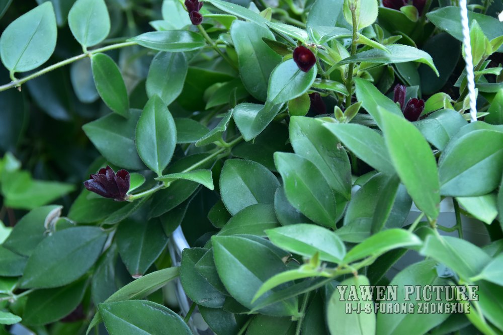 ں컨 Aeschynanthus pulcher (Blume)..