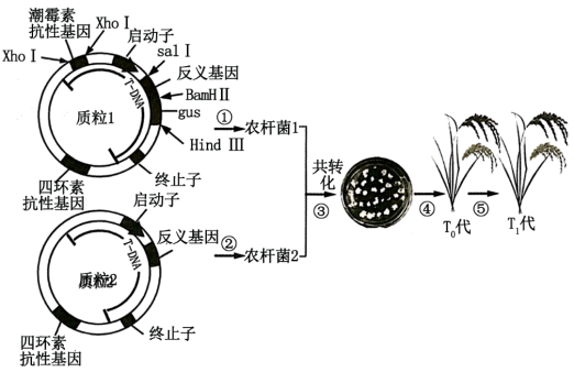 Yangzhong Teaching Studio