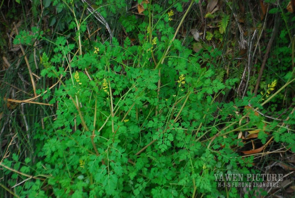 С Corydalis racemosa Thunb...