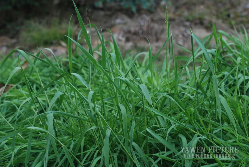 ͷ Polypogon fugax Nees ex Steud..