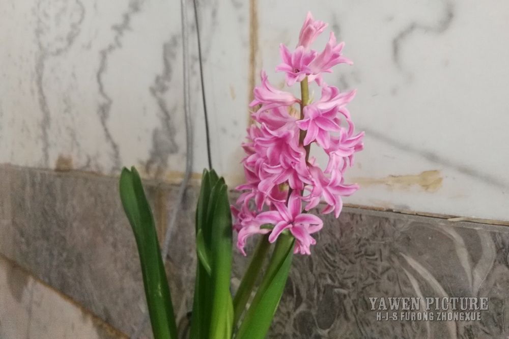  Hyacinthus orientalis L.