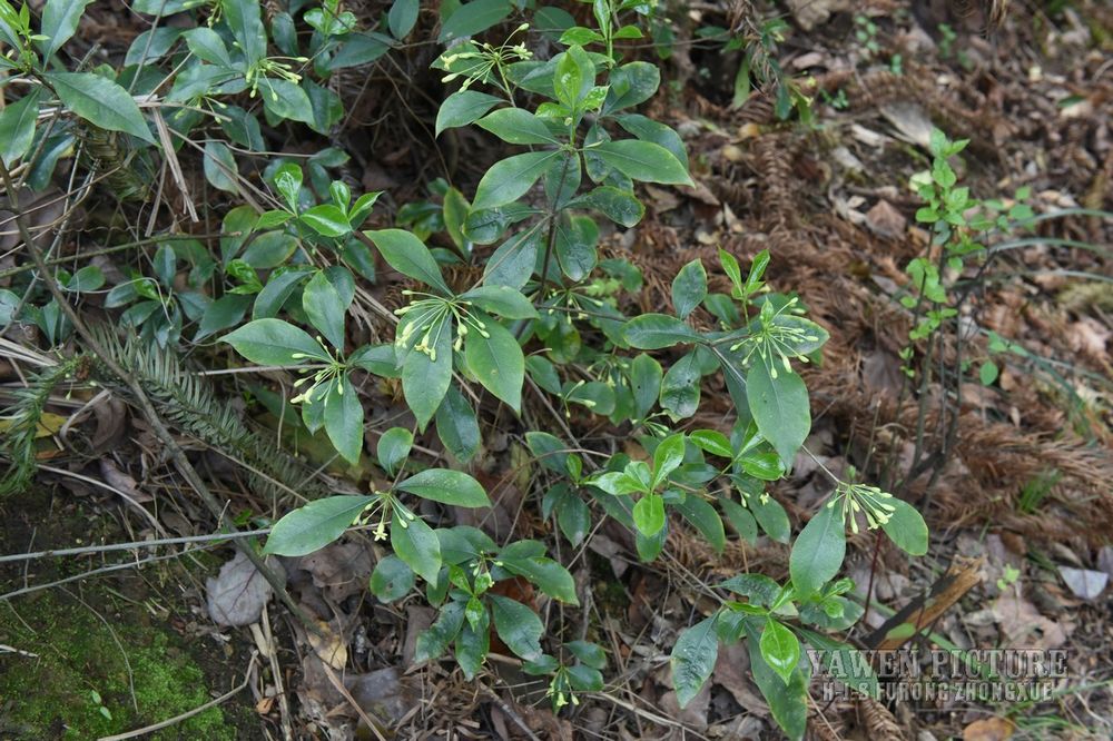  Pittosporum illicioides Makin..